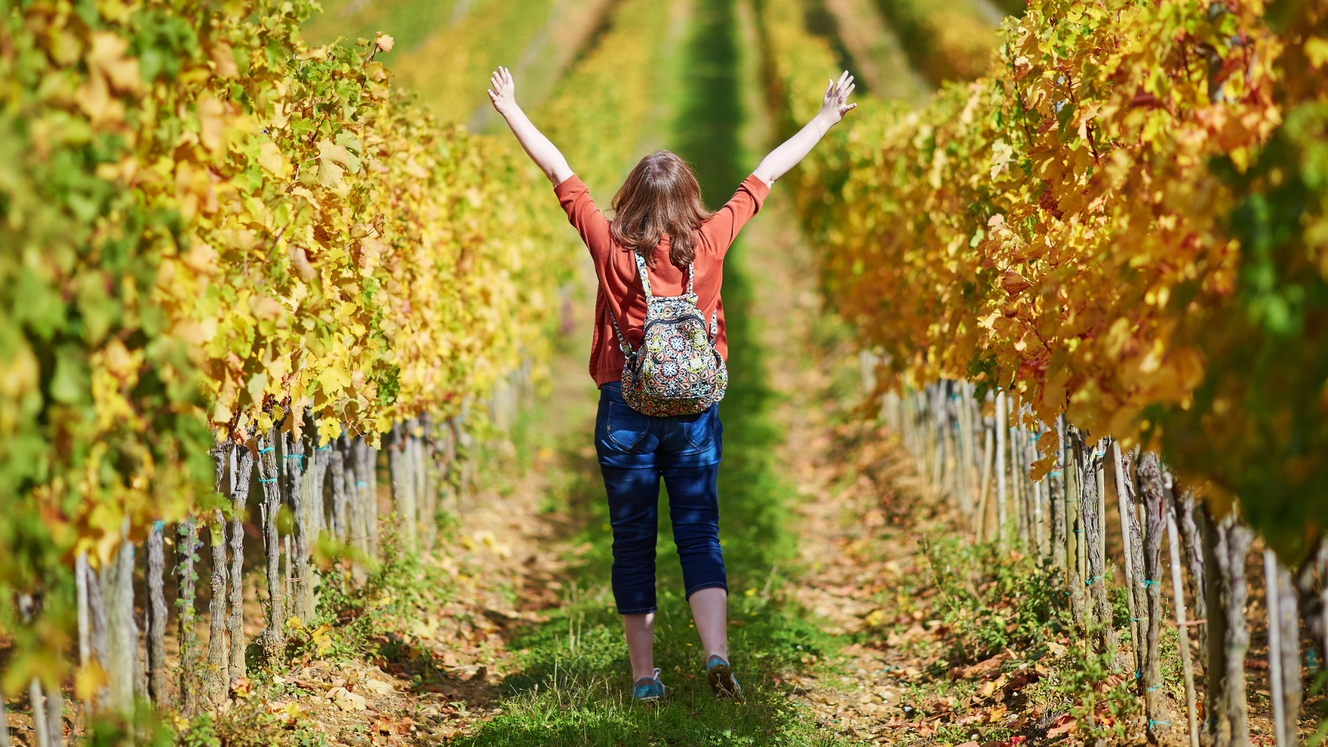 vineyard